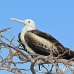 frigatebird_magnificent_nsey_h_0225_ecu0427.jpg